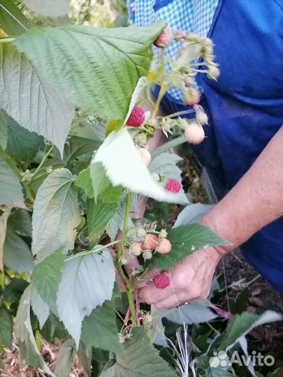 Саженцы малины, клубники