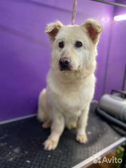 Собака в добрые руки отдам бесплатно