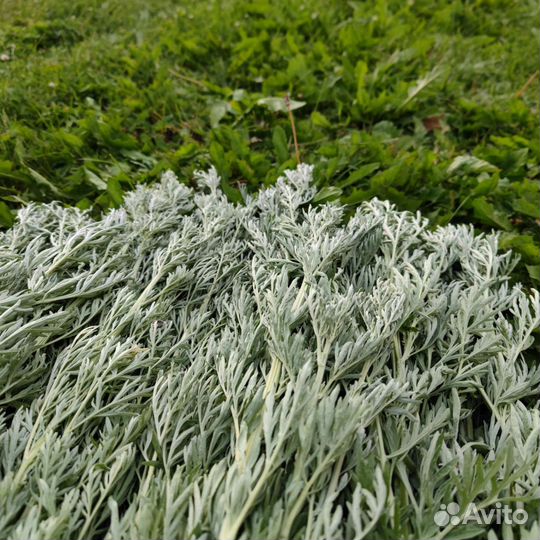 Веник,запарка.Полынь горькая,пижма,зверобой и др