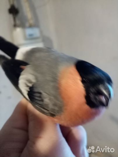 Певчие лесные птицы