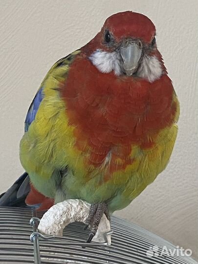 Попугай розела с клеткой