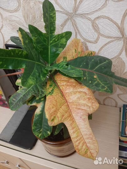 Кодиеум кротон