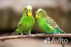 Волнистый попугай