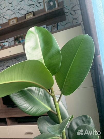 Комнатные цветы