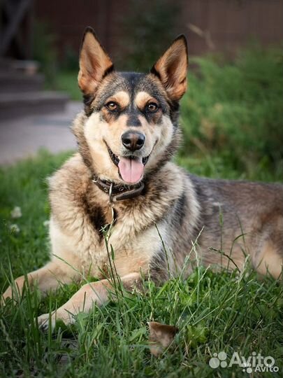 Бука (собака в добрые руки)