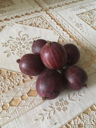 Крыжовник куст