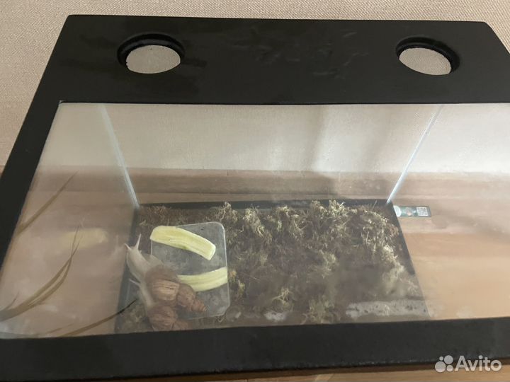 Аквариум с улитками прямоугольный