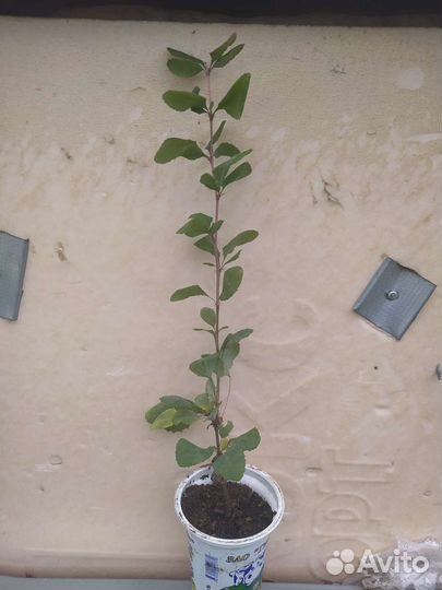 Живая изгородь (карагач), барбарис, дикий виноград