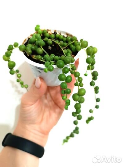 Крестовник роули,роули вариегатный