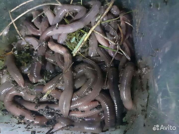 Червь выползок, технопланктон