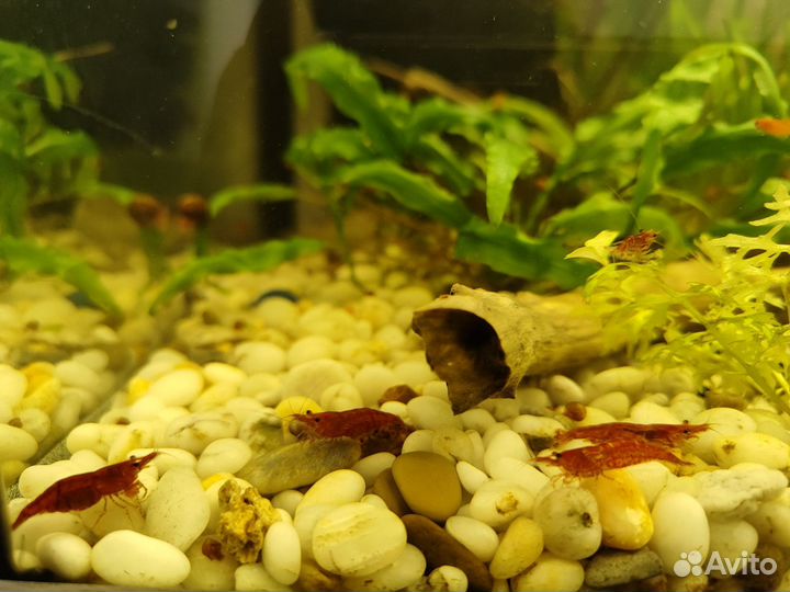 Креветки аквариумные, рыбки, растения