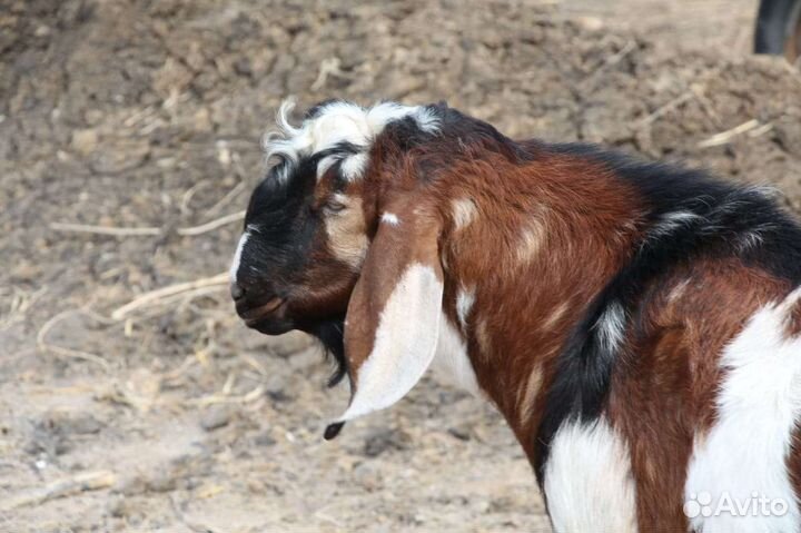 Англо-нубийские козочки