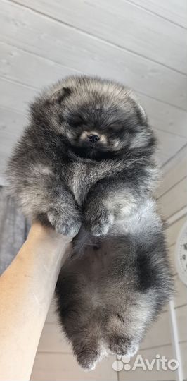 Щенки шпица мини мишки