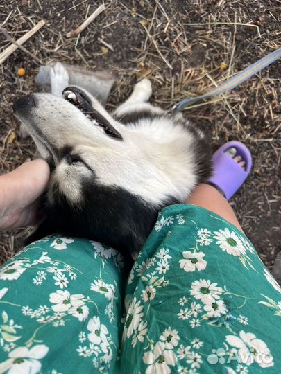 Сибирский хаски