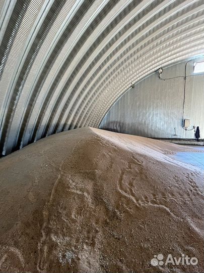 Просо желтое