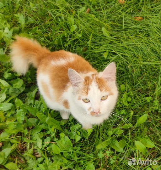 Кошка в дар бесплатно