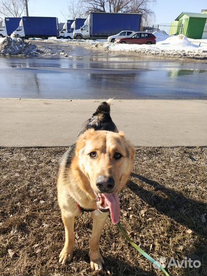 Собака в добрые руки