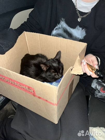 Кошка в дар