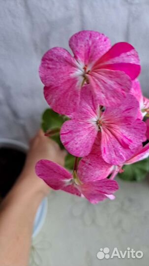 Герани и комнатные цветы