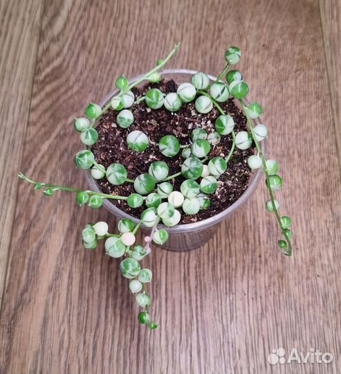 Крестовник раули вариегатный