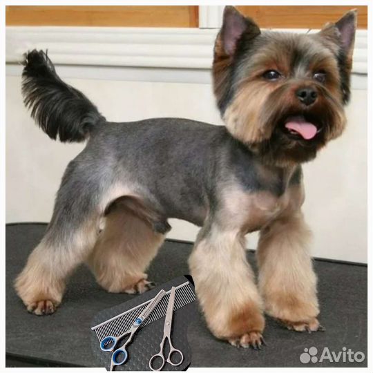 Груминг, стрижка собак