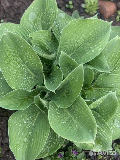 Хоста растение