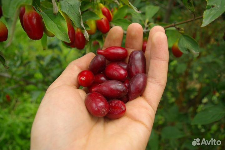 Семена деревьев, кустарников, лекарственных растен