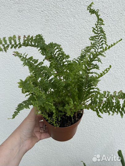 Папоротник Витале