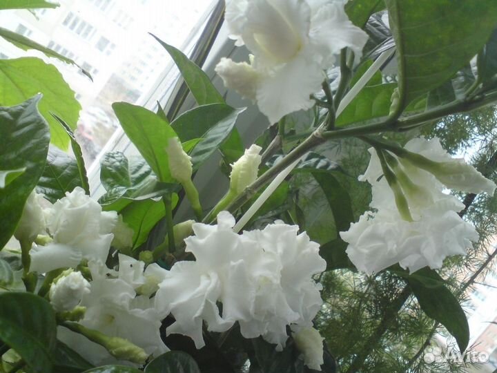 Комнатные растения