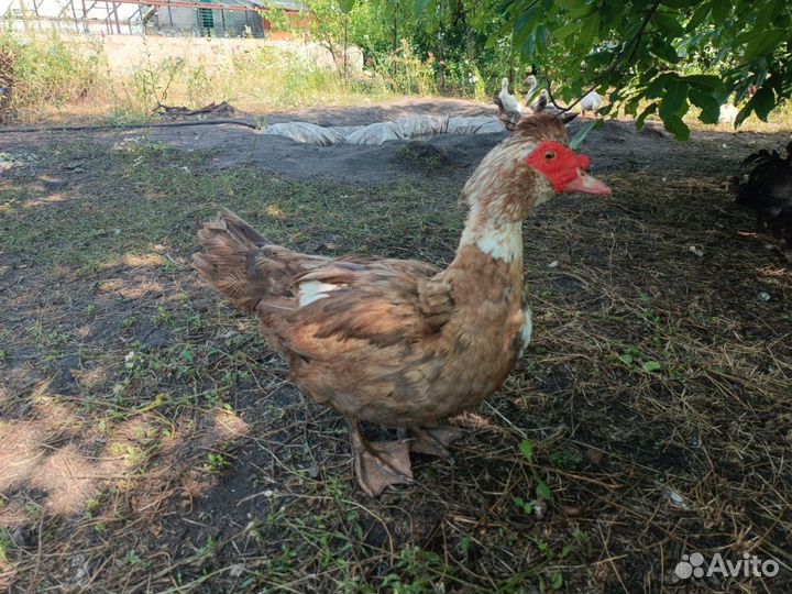 Мускусные утки