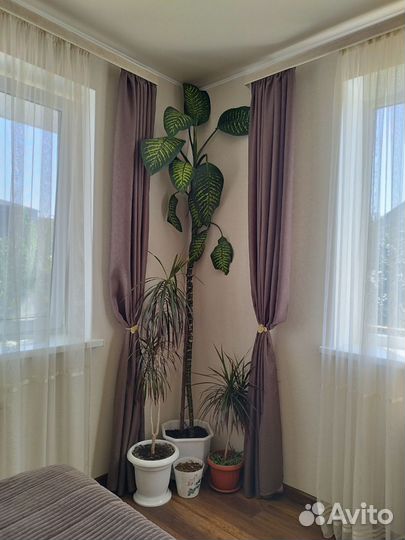 Диффенбахия