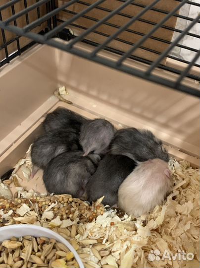 Сирийский хомяк малыш