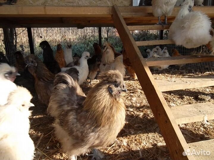 Китайские шелковые - цыплята