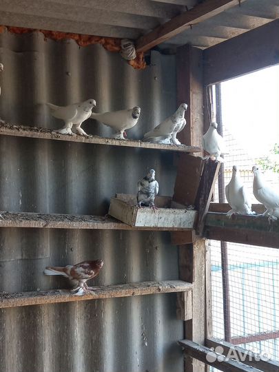 Продажа голубей