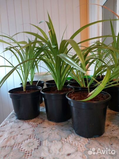 Пальма панданус