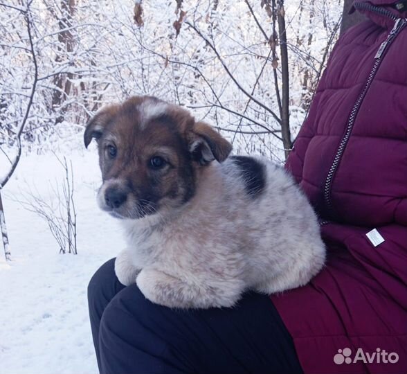 Щенок-девочка