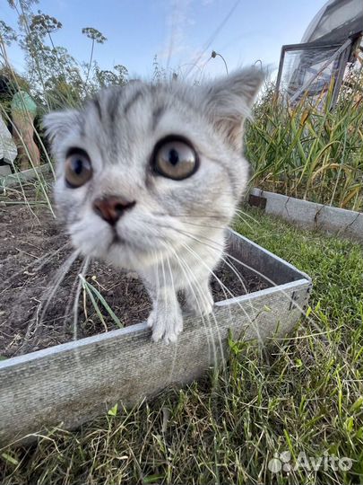 Шотландский кот вязка