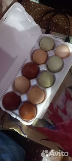 Инкубационное яйцо