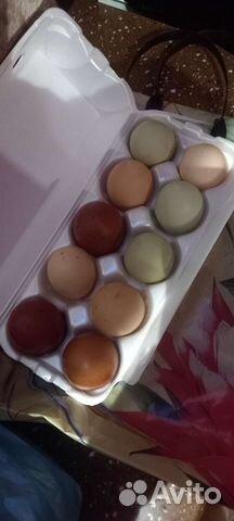 Инкубационное яйцо