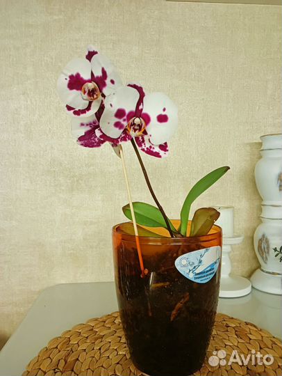 Орхидея фаленопсис