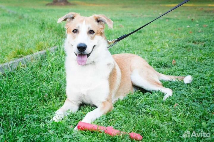 Отличный молодой пес Бимка в дар 1 год