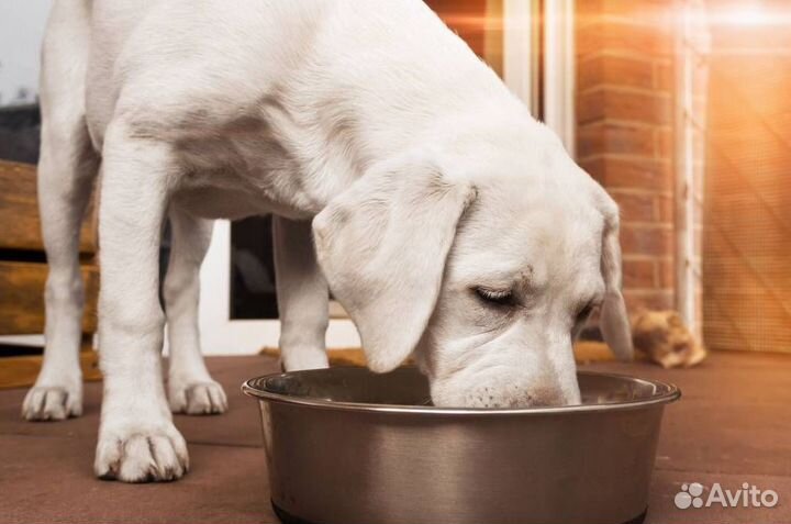 Импортный корм для собак премиум-класса