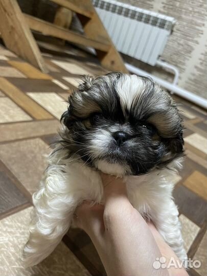 Щенки пекинеса
