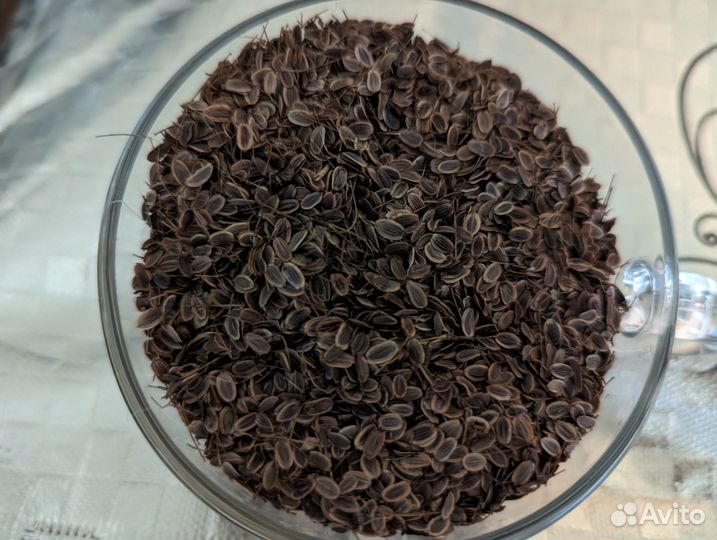 Семена укропа