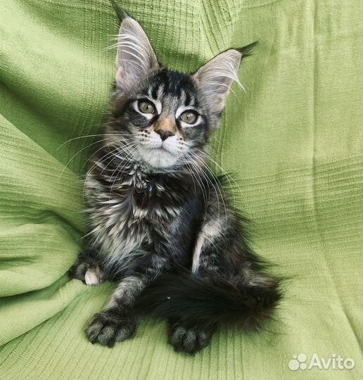 Милые малыши-котята мейн-кун