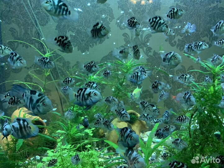 Рыба сапфировый попугай / Гуппи