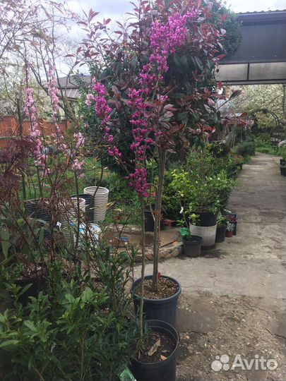 Церсис дерево