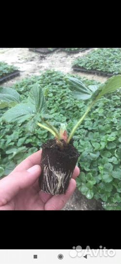 Клубника ремонтантная murano