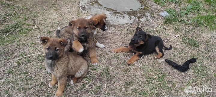 Отдам щенка в добрые руки бесплатно