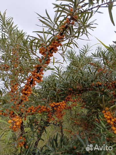 Облепиха ягоды